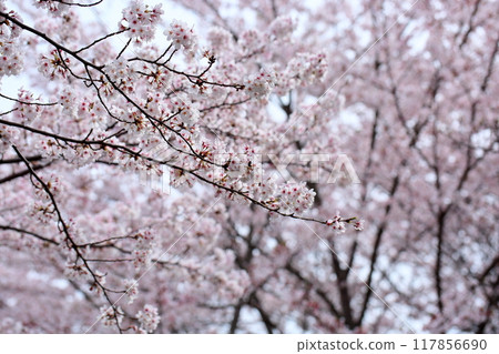 櫻花絢麗的染井吉野 117856690