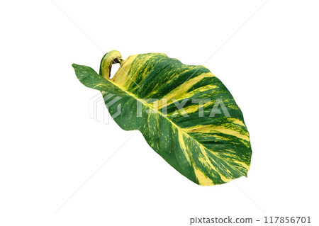 Golden pothos or Epipremnum aureum leaves 117856701