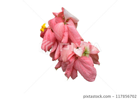 ixoroideae flower ixoroideae flower 117856702