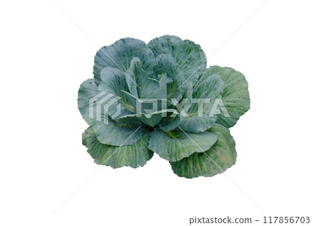 Decorative green cabbage vegetable Decorative green cabbage vegetable 117856703