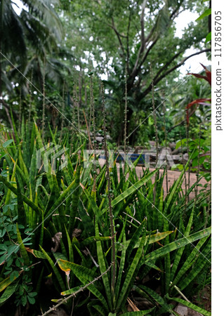 Sansevieria aethiopica Thunb plant 117856705