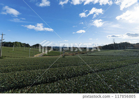 靜岡縣廣闊的茶田在藍天下展開 117856805
