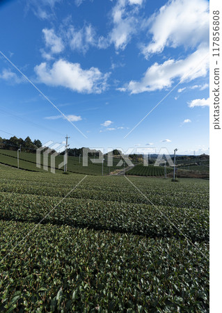 靜岡縣廣闊的茶田在藍天下展開 靜岡縣廣闊的茶田在藍天下展開 117856808