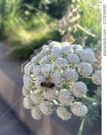 A honeybee sucking nectar from a white flower A honeybee sucking nectar from a white flower 117856882