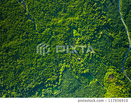 Amazing abundant mangrove forest, Aerial view of forest trees Rainforest ecosystem and healthy environment background, Texture of green trees forest top down, High angle view 117856918