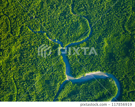 Amazing abundant mangrove forest, Aerial view of forest trees Rainforest ecosystem and healthy environment background, Texture of green trees forest top down, High angle view 117856919