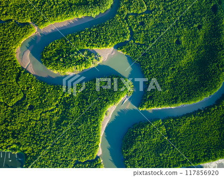 Amazing abundant mangrove forest, Aerial view of forest trees Rainforest ecosystem and healthy environment background, Texture of green trees forest top down, High angle view 117856920