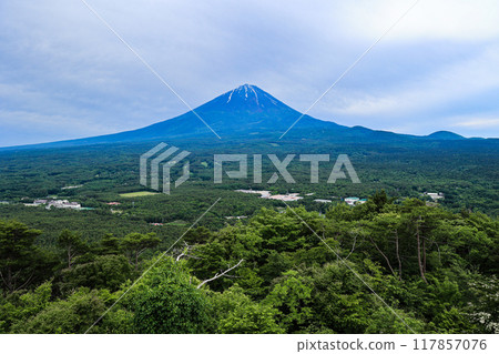 【山梨縣】新綠色的青木原森林和富士山風景 117857076