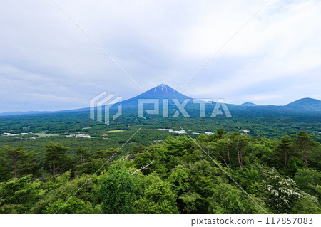 【山梨縣】新綠色的青木原森林和富士山風景 117857083