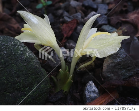 Ginger flowers wet with rain 1 117857172