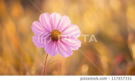 Cosmos flower close-up 117857331