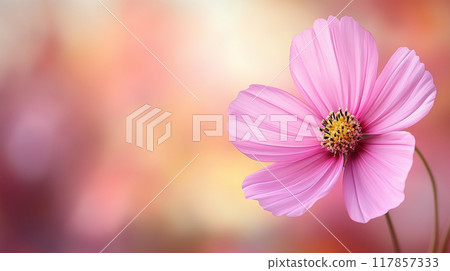 波斯菊花特寫鏡頭 117857333