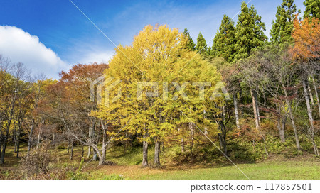 假髮秋葉 117857501