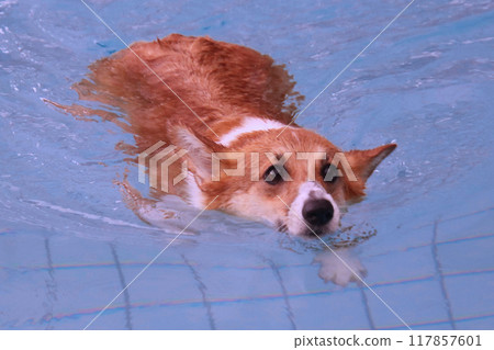 柯基犬游泳 柯基犬游泳 117857601