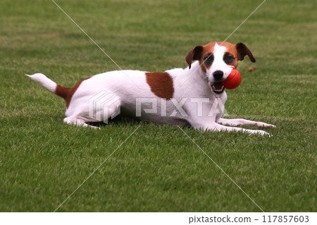 傑克羅素梗犬嘴裡叼著一顆球 傑克羅素梗犬嘴裡叼著一顆球 117857603