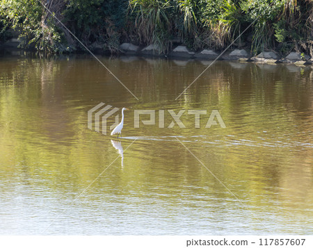 Great egret of the Yamato River Great egret of the Yamato River 117857607