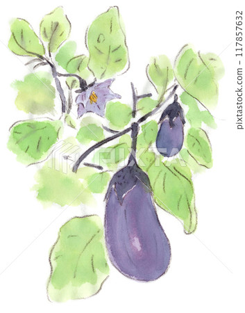 夏季植物，紫色茄子的水彩插圖，花果美麗 117857632