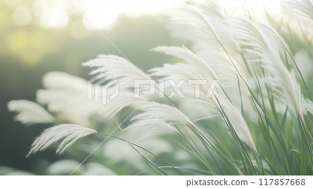 搖曳的蒲葦的嬌美 117857668