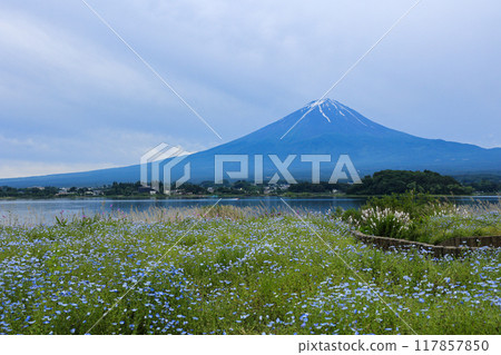 [山梨縣] 睡蓮田和富士山風景 117857850
