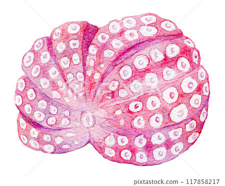 水彩插圖煮章魚 117858217