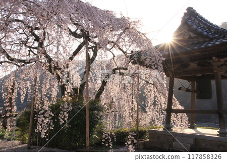 Spring light Spring light 117858326