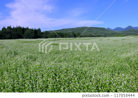 Sawada, Shimogo-machi, Minamiaizu-gun, Fukushima Prefecture: White buckwheat flowers in the vast buckwheat fields of Sarugaku Plateau, a clear blue sky, and mountain ridges 117858444