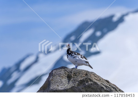 一隻雄性雷鳥在他最喜歡的看台上擺姿勢，背景是一座雪山 117858453
