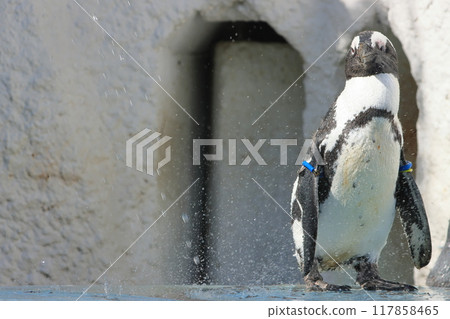 企鵝洗澡中暑 中暑對策 117858465
