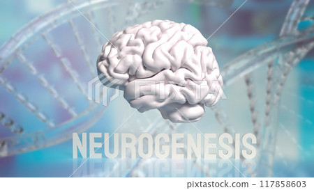 The Brain and neurogenesis text for sic or health concept 3d rendering. The Brain and neurogenesis text for sic or health concept 3d rendering. 117858603