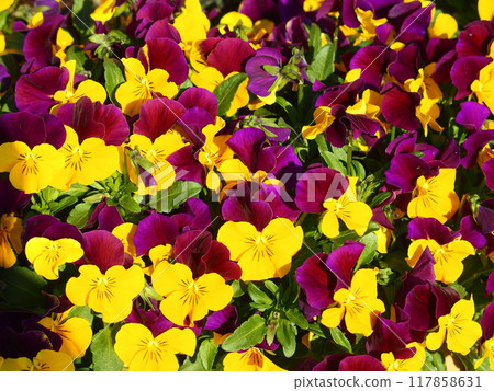 Colorful violas in a spring flowerbed Colorful violas in a spring flowerbed 117858631