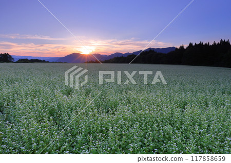 Sawada, Shimogo-machi, Minamiaizu-gun, Fukushima Prefecture: White buckwheat flowers in the vast buckwheat fields of Sarugaku Plateau and the setting sun and sunset sky over the mountain ridges Sawada, Shimogo-machi, Minamiaizu-gun, Fukushima Prefecture: White buckwheat flowers in the vast buckwheat fields of Sarugaku Plateau and the setting sun and sunset sky over the mountain ridges 117858659