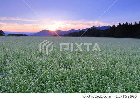 Sawada, Shimogo-machi, Minamiaizu-gun, Fukushima Prefecture: White buckwheat flowers in the vast buckwheat fields of Sarugaku Plateau and the setting sun and sunset sky over the mountain ridges Sawada, Shimogo-machi, Minamiaizu-gun, Fukushima Prefecture: White buckwheat flowers in the vast buckwheat fields of Sarugaku Plateau and the setting sun and sunset sky over the mountain ridges 117858660