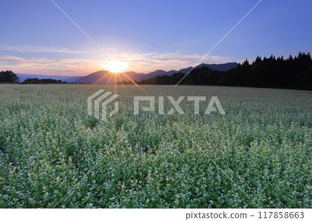 Sawada, Shimogo-machi, Minamiaizu-gun, Fukushima Prefecture: White buckwheat flowers in the vast buckwheat fields of Sarugaku Plateau and the setting sun and sunset sky over the mountain ridges Sawada, Shimogo-machi, Minamiaizu-gun, Fukushima Prefecture: White buckwheat flowers in the vast buckwheat fields of Sarugaku Plateau and the setting sun and sunset sky over the mountain ridges 117858663