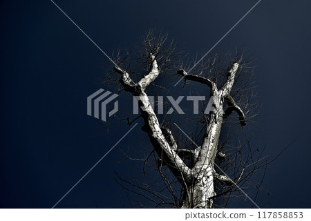 落葉樹仲冬梧桐樹單色 落葉樹仲冬梧桐樹單色 117858853