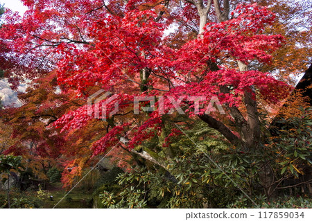 寶嚴院的秋色 117859034