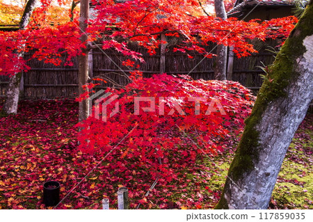 寶嚴院的秋色 寶嚴院的秋色 117859035