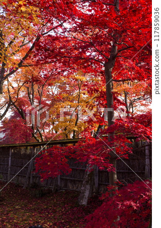 寶嚴院的秋色 117859036