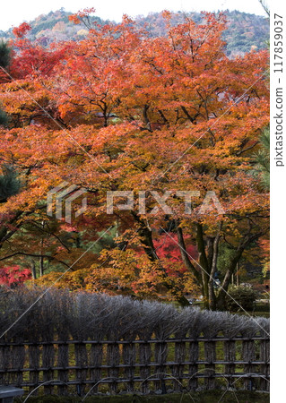 寶嚴院的秋色 117859037