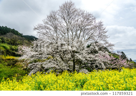 Hadano Minogo Usuzumi cherry blossoms and rape blossoms in full bloom 117859321