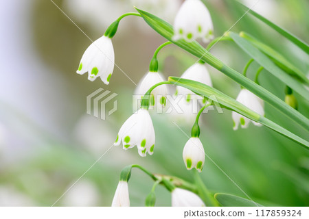 可愛的山谷百合花 117859324