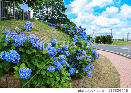 [Inzai City, Chiba Prefecture] Scenery of Kinoshita Manyo Park with hydrangeas in full bloom 117859426