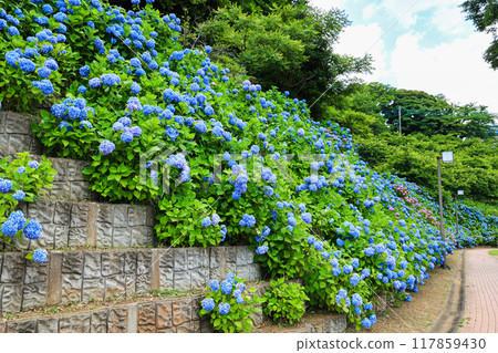 [Inzai City, Chiba Prefecture] Scenery of Kinoshita Manyo Park with hydrangeas in full bloom 117859430