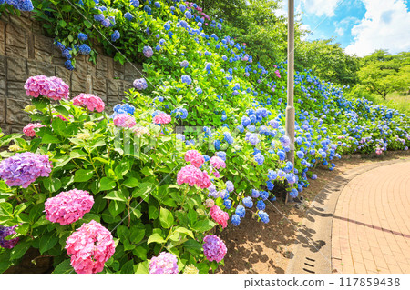 [Inzai City, Chiba Prefecture] Scenery of Kinoshita Manyo Park with hydrangeas in full bloom 117859438
