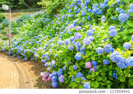 [Inzai City, Chiba Prefecture] Scenery of Kinoshita Manyo Park with hydrangeas in full bloom 117859441