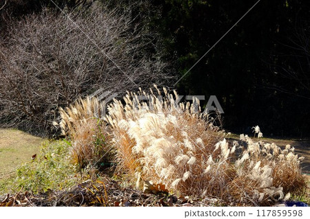 Cherry blossom trees and shining silver grass [Tsukui, Sagamihara City, January] 117859598