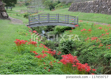 Cluster amaryllis at Myojinbara Nagomi Square Cluster amaryllis at Myojinbara Nagomi Square 117859717