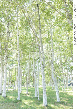 Hokkaido Harvester Yakumo's Birch 117859795