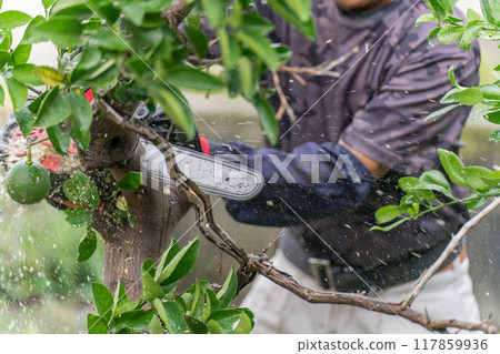 Felling fallen trees with a chainsaw Felling fallen trees with a chainsaw 117859936