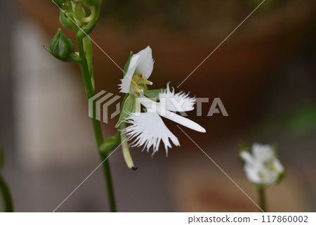 花園草 117860002