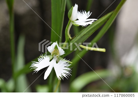 Egret Flower in the Garden 117860005